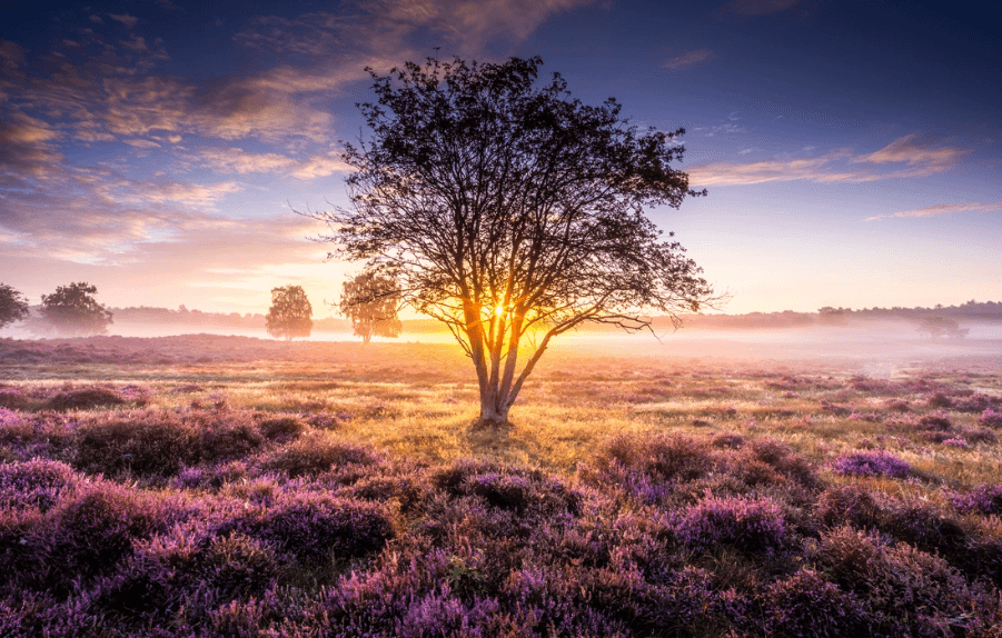 Heide landschap